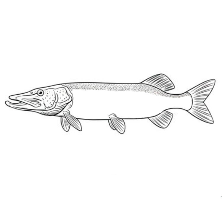 How to draw a pike