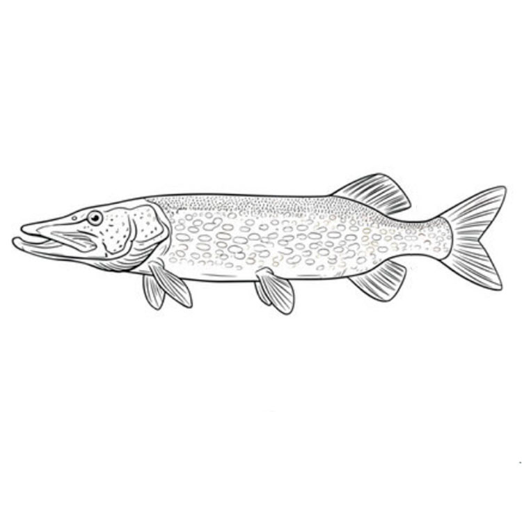 How to draw a pike