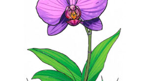 How to draw a orchid