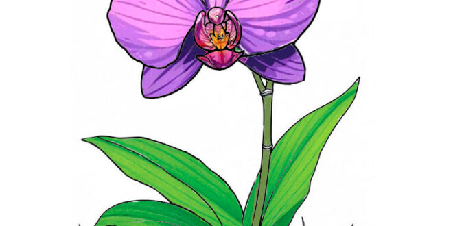 How to draw a orchid